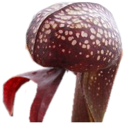 Darlingtonia thumb01.png