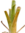 Brocchinia thumb01.png
