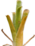 Brocchinia thumb01.png