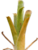 Brocchinia thumb01.png