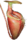 Nepenthes villosa00.png