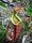 Nepenthes rafflesiana03.jpg