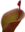 Heliamphora thumb01.png