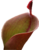 Heliamphora thumb01.png