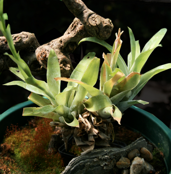 Bestand:Catopsis berteroniana01.png