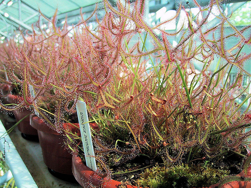 Bestand:Drosera binata var multifida01.jpg