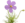 Byblis thumb01.png