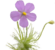 Byblis thumb01.png