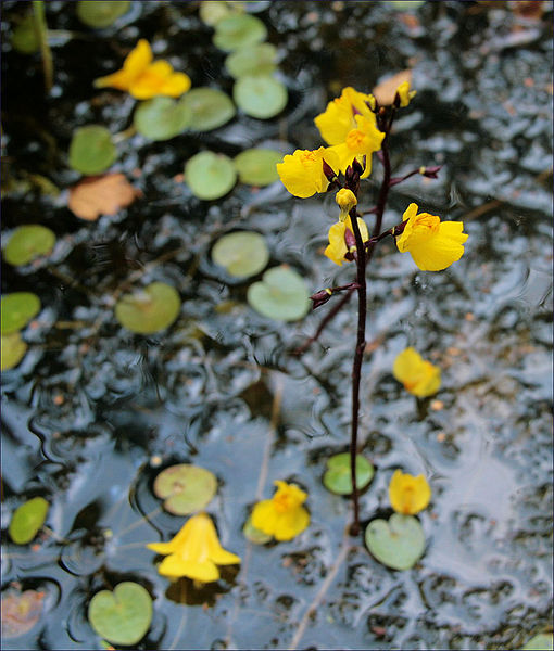 Bestand:Utricularia vulgaris01.jpg