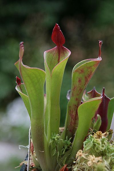 Bestand:Heliamphora neblinae parva01.jpg
