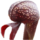 Darlingtonia thumb01.png