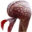 Darlingtonia thumb01.png