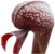 Darlingtonia thumb01.png