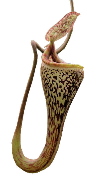 Bestand:Nepenthes vogelii00.png