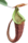 Nepenthes rafflesiana00.png