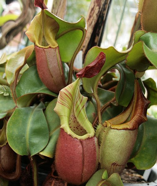 Bestand:Nepenthes veitchii02.jpg