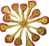 Drosera thumb01.png
