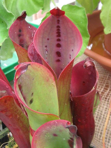 Bestand:Heliamphora ceracea01.jpg