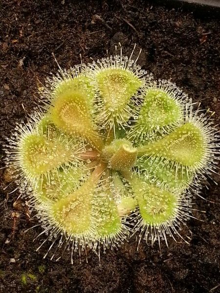 Bestand:Drosera burmanii01.jpg
