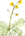 Utricularia thumb01.png