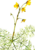 Utricularia thumb01.png