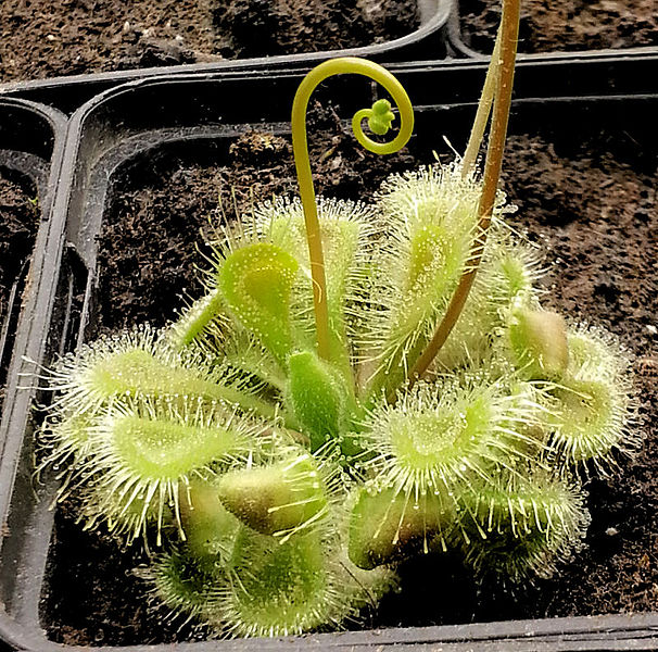 Bestand:Drosera burmanii04.jpg