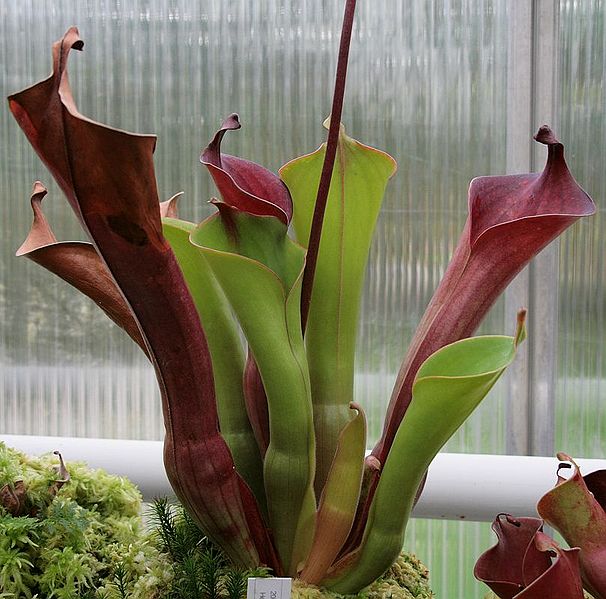 Bestand:Heliamphora glabra01.jpg