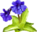Pinguicula thumb01.png