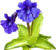 Pinguicula thumb01.png