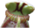 Cephalotus thumb01.png