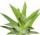 Catopsis thumb01.png