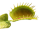Dionaea thumb01.png
