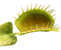 Dionaea thumb01.png