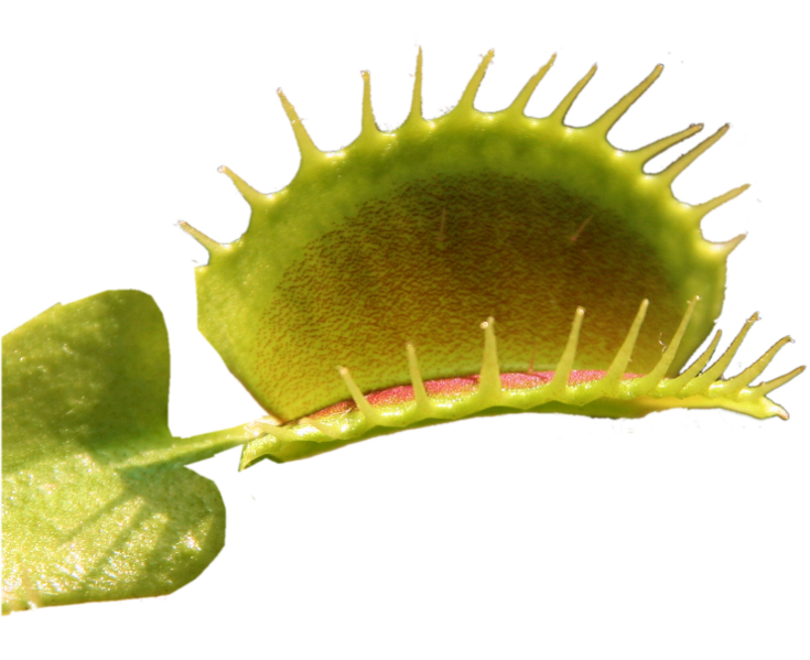 Bestand:Dionaea thumb01.png