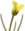 Drosophyllum thumb01.png
