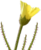 Drosophyllum thumb01.png