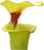 Sarracenia thumb01.png