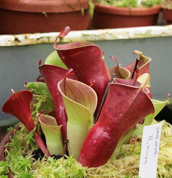 Bestand:Heliamphora minor02.jpg