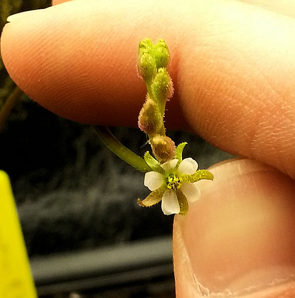Bestand:Drosera burmanii05.jpg