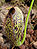 N aristolochioides01.jpg