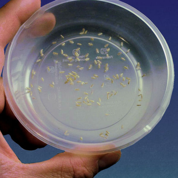 Bestand:Cephalotus algemeen06.jpg