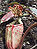 Nephentes burbidgeae01.jpg